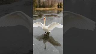 How the king duck saw me and came running #youtubeshorts #animals