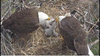 SWFL Eagles ~ An Amazing Synchronized Tandem Feeding By M15 & F23! Both E's Have Full Crops 12.27.24