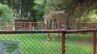 GIRAFFE LAHORE ZOO CLIP , PAK