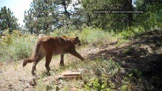 He was licked by a mountain lion, and instead of getting scared, he was fascinated