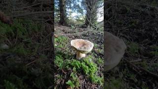Boletus edulis, Porcino, Steinpilze #shorts #new #trending #nature #foryou #wood #forest #mushroom