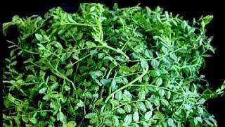 নিরামিষ ছোলার শাক রান্না l Cholar Shak l Bengali Traditional Veg Recipe l Chana Saag lChane Ki bhaji