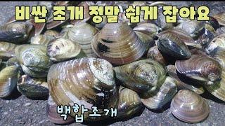 해변에서 조개 정말 쉽게 잡고 싶으세요?  꼭보세요!