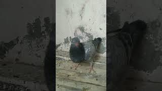 juber sheikh pigeon lover