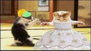 cat dance and song