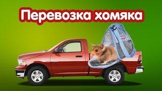 Перевозка хомяка. Как правильно перевозить хомяка?