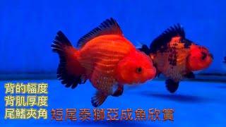 標準魚-短尾泰獅亞成魚欣賞Appreciation of short-tailed Thai oranda subadult fish