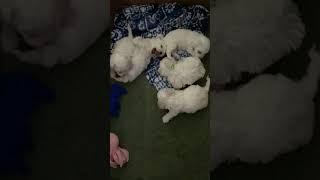 Bichon Frise Puppies  - Playing   31 days old