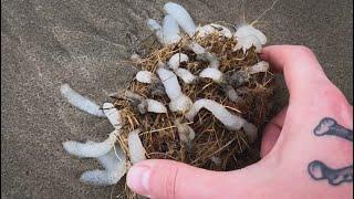 Rescuing Baby Squids on the Beach!