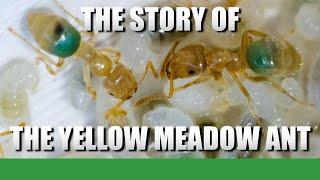 THE YELLOW MEADOW ANT | Lasius Flavus Update #7 - Ant Holleufer Mini Documentary