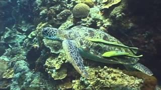 Thalassa 5* PADI Dive Center & Resort, film by Thierry