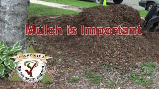 Importance of mulch around your trees