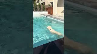 English cream golden retrievers playing in the pool