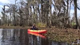 NEW ORLEANS SWAMP KAYAK TOURS IN SPRING- Sunny spot for alligators...