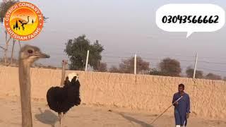 Ostrich Farming in pakistan | Ostrich Breeders | Ostrich Company PK