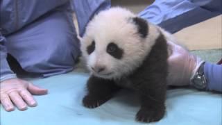 Crawling & Squeaking - Panda Cub 10th Exam