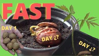  how to grow walnuts - Germinate walnut at home step by step easily. The whole process