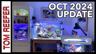 Reef Tank (REEF TANKS STUDIO UPDATE - OCTOBER 2024)