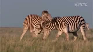 THE REPRODUCTION OF ZEBRAS -WILD ANIMAL WORLD.