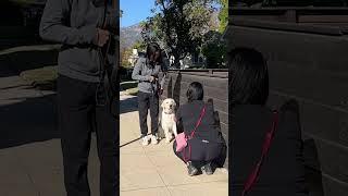 Training a dog AND her momma.