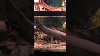 Biggest Fire Eel You've NEVER Seen! 