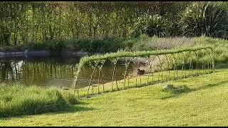 Update: Willow Fence