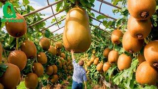 The Kiwi Boom: How New Zealand Grows and Processes 500,000 Tons of Kiwifruit for Global Markets