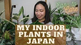 Meet My Indoor Plants! | Houseplants na Madaling Alagaan