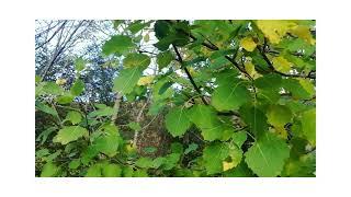 #DoNothingForNature Aspen Tree | Butterfly Conservation