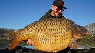 FEEDERMANIA-TRIBALJI 30+ Venom Mango bojlival. Tribalj Carp fishing.