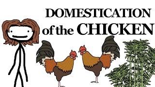 Why the Chicken Got Domesticated