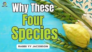 Why These Four Species? Rabbi YY Jacobson