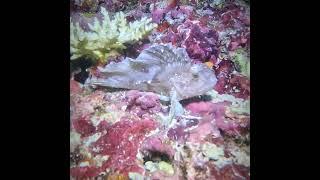 Frogfish