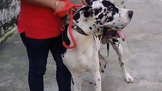 EUROPEAN GREAT DANE | TALLEST DOG BREED IN INDIA #doglover #greatdane