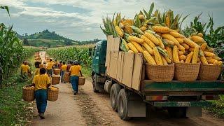 Farming Like You've Never Seen: The Massive U.S. Sweet Corn Harvest! Us Farming