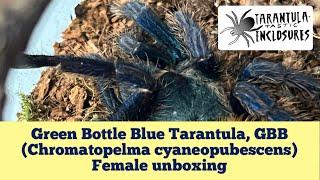 Green Bottle Blue Tarantula, GBB (Chromatopelma cyaneopubescens). Unboxing from the spidershop