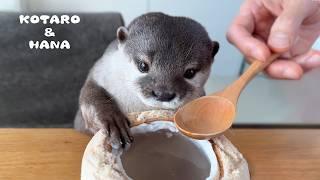 カワウソに初めてココナッツをあげたらこうなった　Otters Try Coconut for the First Time