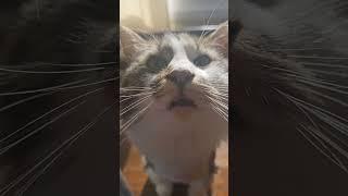 FREYA SMELLS YOU!! #mainecoon #cat #funnycats #shorts