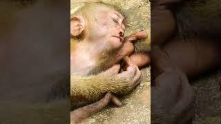 Abandon Monkey - Enjoy Watching Orphan Babies Monkey Every Day