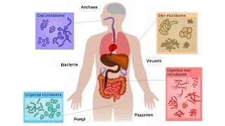 The Incredible World of Microbiomes - Exploring Hidden Ecosystems (16 Minutes)