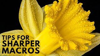 How to take SUPER Sharp Macro Photos (MACRO PHOTOGRAPHY TIPS!)