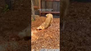 not him resisting the urge to roll again ️ #PoolTime #FunnyDog