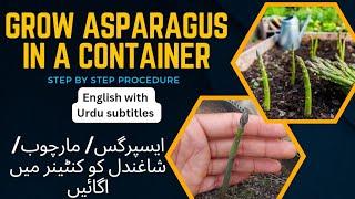 Step by step guide to grow Asparagus in a container | Grow Asparagus in a grow-bag | #asparagus