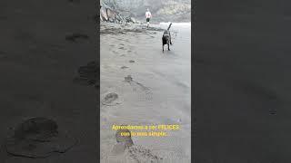 Happy  #shorts #shortvideo #shortsfeed #happy #happiness #dogs #esknary #tenerife #canarias