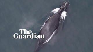 First audio recording of extremely rare north pacific right whale