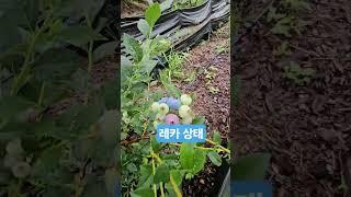 레카 상태 20250621) 비가와서 더딘 레카. 6월말이 수확시기인데 늦어질듯... #blueberry #블루베리 #레카