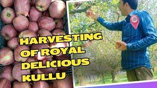 Harvesting of royal delicious kullu 02 October 2024