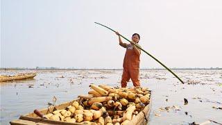 The lotus root is born in the mud but it is white and sweet. It is a delicacy suitable for all ages.