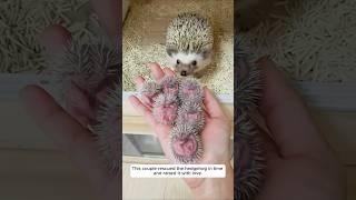 This couple rescued the hedgehog in time and raised it with love. #animalshorts #hedgehog