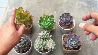 DO SUCCULENTS PLANTED IN  PLASTIC POTS  HAVE LESS STRESS COLOURS ?